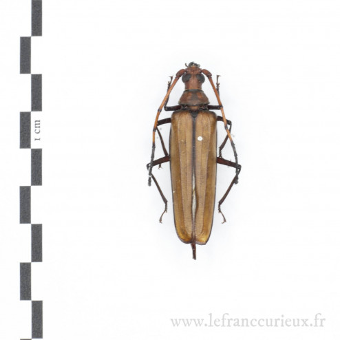 Aegosoma giganteum - femelle - 46mm