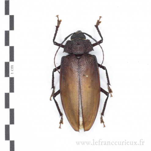 Ialyssus tuberculatus - femelle - 63mm