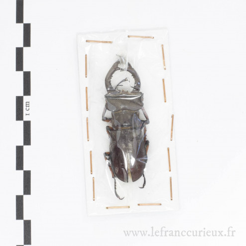 Lucanus szetschuanicus - mâle - 52mm