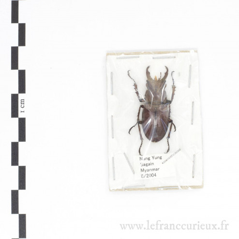 Lucanus adermae - mâle - 31mm