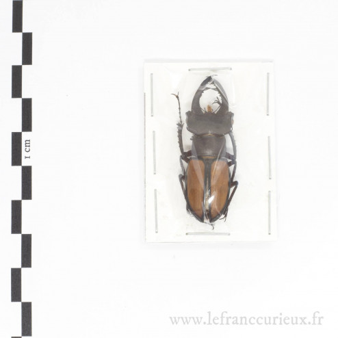 Lucanus laetus - mâle - 46mm