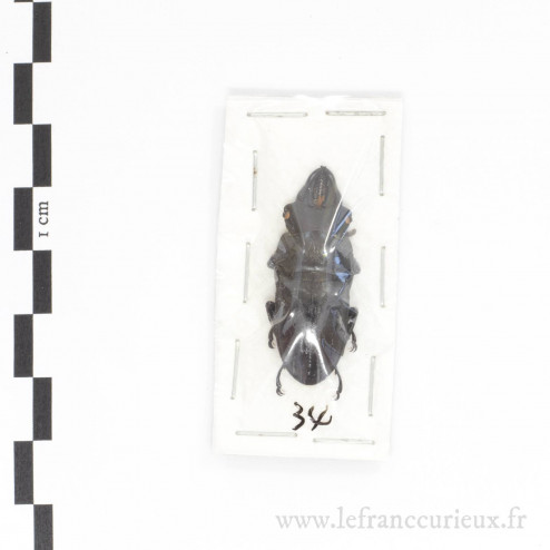 Prosopocoilus spencei spencei - mâle - 34mm