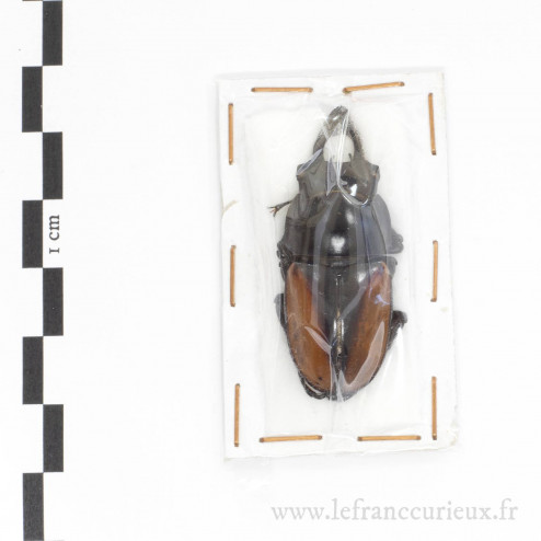 Neolucanus delicatus - mâle - 42mm