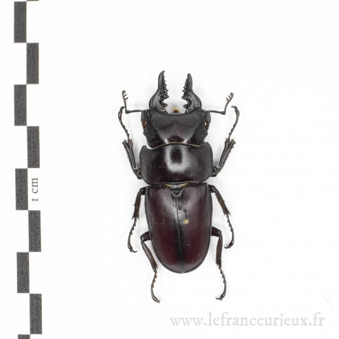 Prosopocoilus natalensis - mâle - 45/46mm