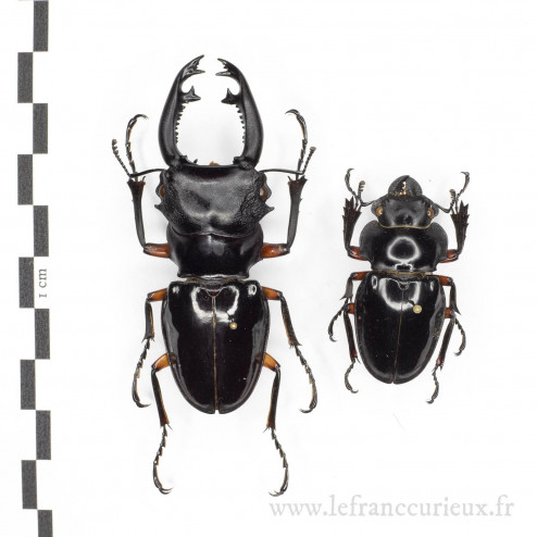 Odontolabis imperialis - couple - 66mm