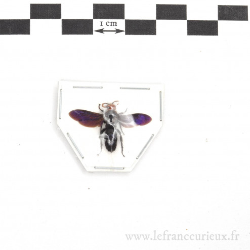 Scoliidae sp.