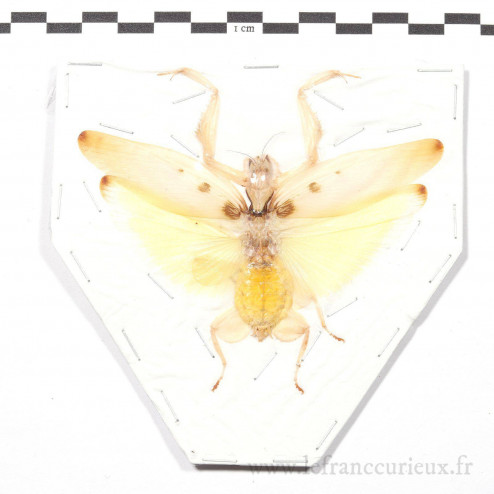 Hymenopus coronatus - femelle