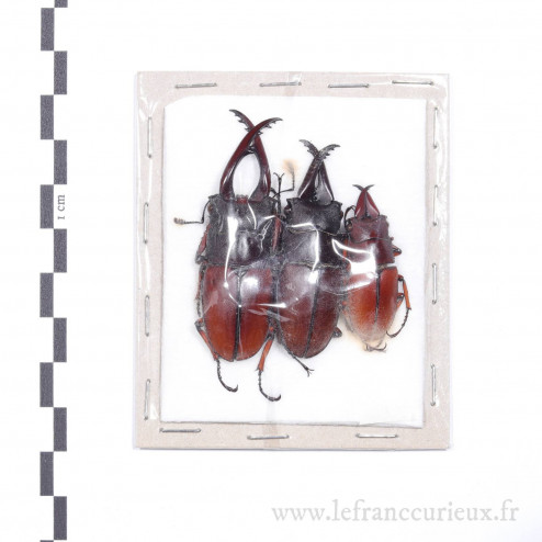 Prosopocoilus astacoides elaphus - mâle - 56/48/34mm