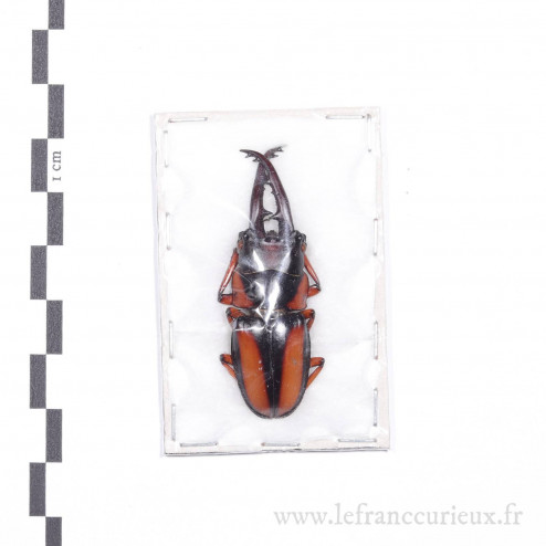 Prosopocoilus downesii savagei - mâle - 49mm