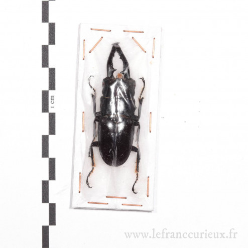 Prosopocoilus gertrudae - mâle - 54mm