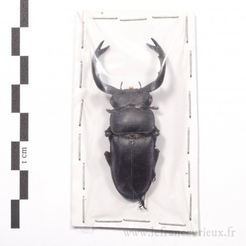 Rhaetulus crenatus - mâle - 55mm