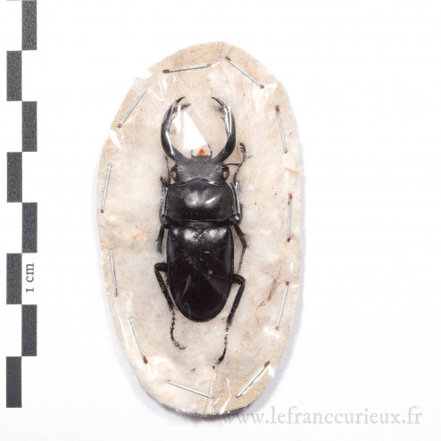Rhaetulus crenatus - mâle - 43mm