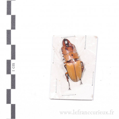 Prosopocoilus occipitalis asteriscus - mâle - 25-29mm