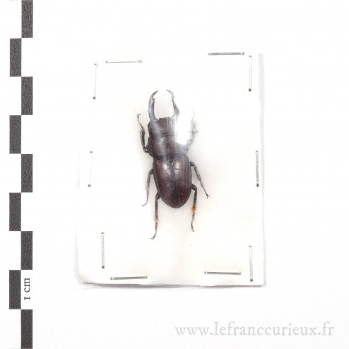 Dorcus egregius - mâle - 30mm