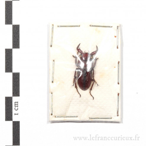 Dorcus groulti sagaingensis- mâle - 19mm