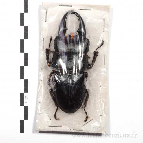 Dorcus thoracicus - mâle - 76mm
