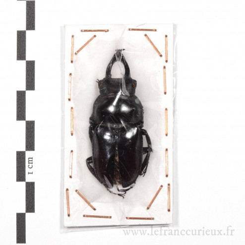 Neolucanus delicatus - mâle - 44mm