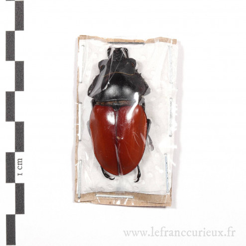 Neolucanus nitidus - mâle - 40mm