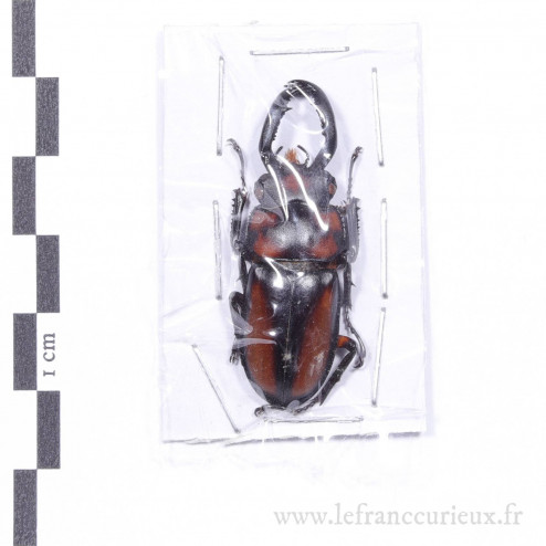 Rhaetulus speciosus speciosus - mâle - 41mm
