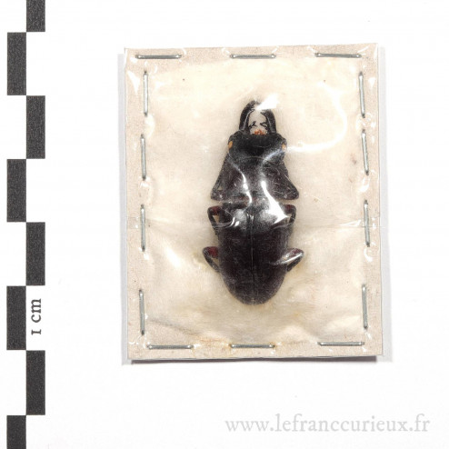 Hemisodorcus rubrofemoratus - mâle - 32mm