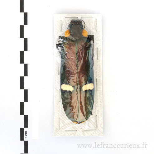 Megaloxantha bicolor nigricornis - femelle