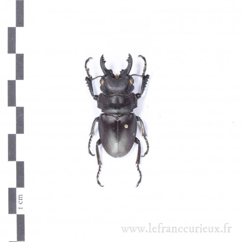 Odontolabis platynota - mâle - 39mm