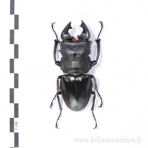 Odontolabis leuthneri - mâle - 60mm