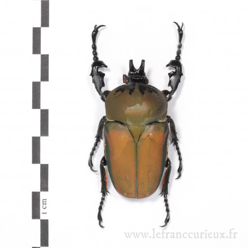 Stephanocrates bennigseni - mâle - 49mm