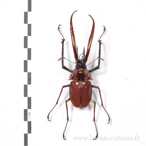 Chiasognathus grantii - mâle - 73 mm