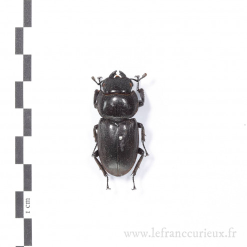 Serrognathus titanus - mâle - 37mm