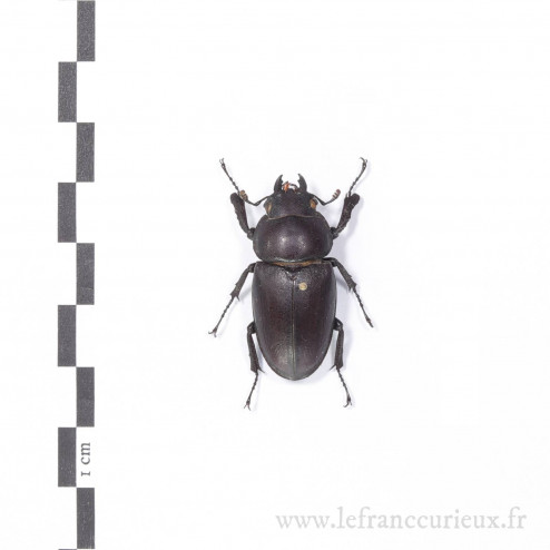 Prosopocoilus inclinatus - femelle - 32mm