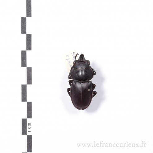 Neolucanus sinicus opacus - mâle - 31mm