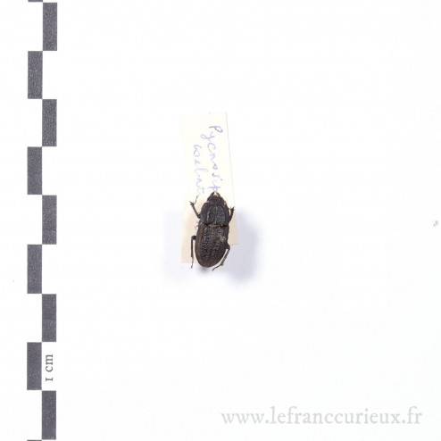 Pycnosiphorus caelatus - femelle