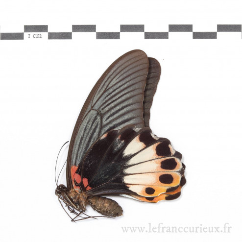 Papilio memnon agenor f....