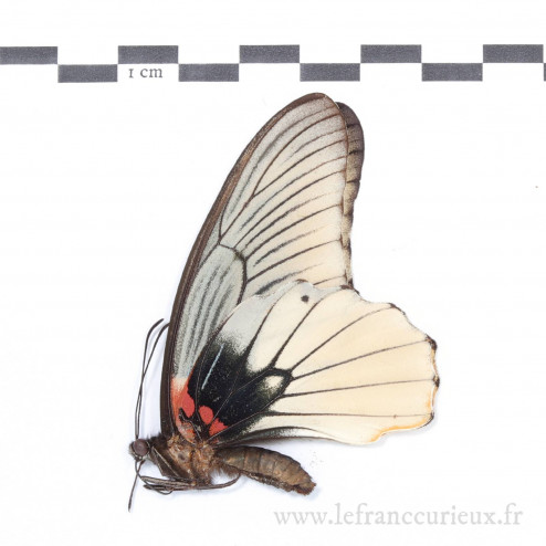 Papilio memnon agenor f....