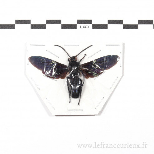 Scolia affinis - mâle