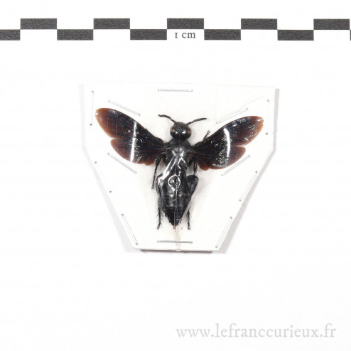 Scolia affinis - femelle