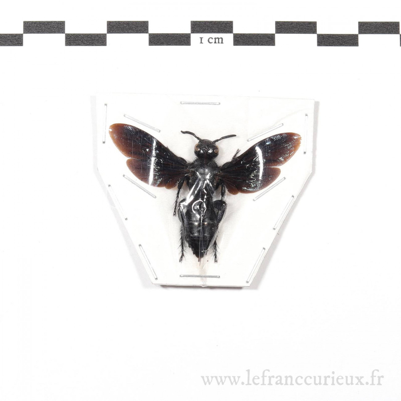 https://lefranccurieux.fr/6993-large_default/scolia-affinis-femelle.jpg