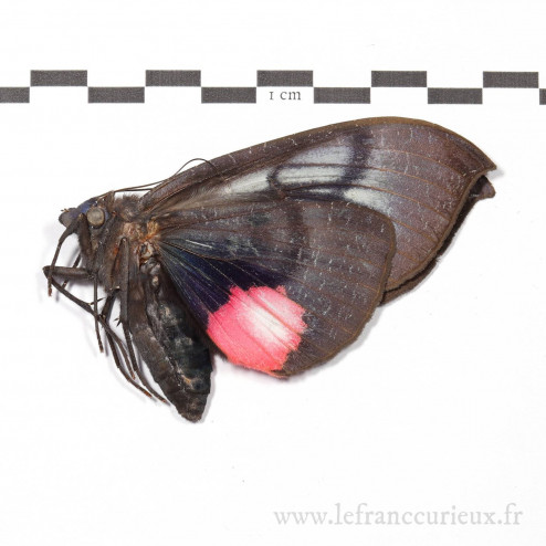 Phyllodes consobrina - femelle