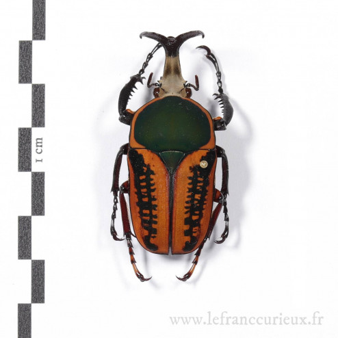 Mecynorhina harrisii harrisii f. intermédiaire - mâle - 48mm