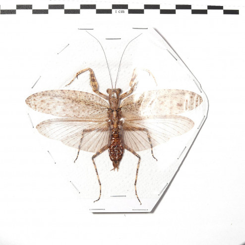Theopompa sp. - femelle