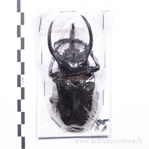 Chalcosoma atlas mantetsu - mâle - 86mm