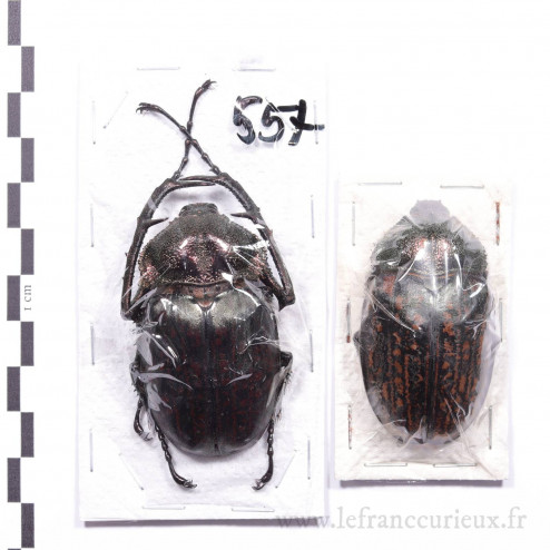 Cheirotonus peracanus - couple - 55mm