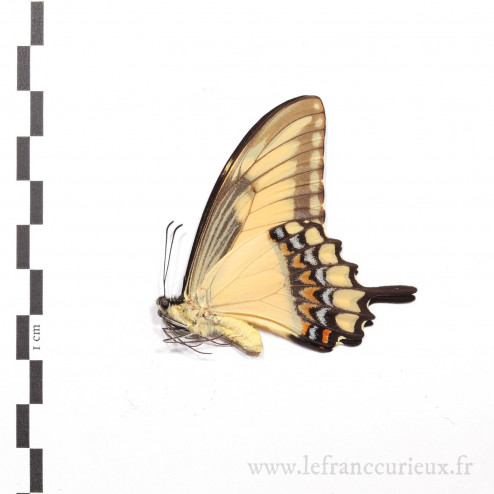 Papilio lycophron phanias