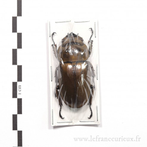 Allotopus rosenbergi - femelle - 45-49mm