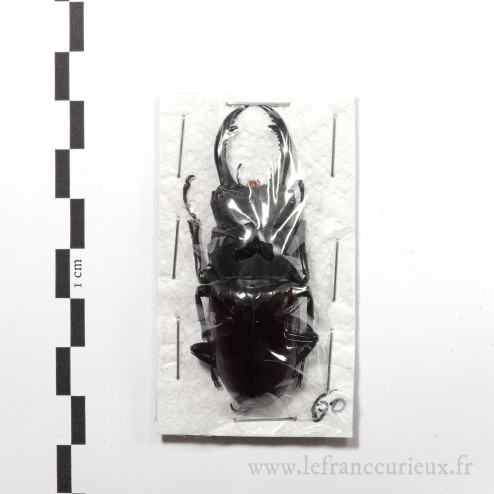 Dorcus magdeleinae - mâle - 60mm
