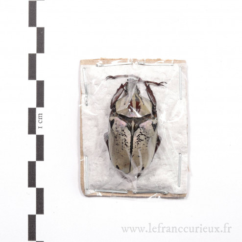 Argyrophegges kolbei - mâle - 35mm