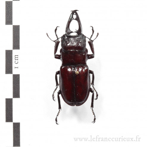 Odontolabis hamjahi - mâle - 37mm