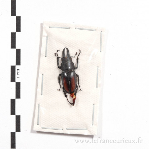 Prosopocoilus spineus - mâle - 26mm