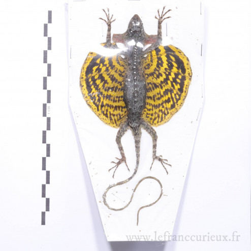 Draco haematopogon - jaune - L